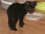 Huskat "Blackie " Alias "Lille punktum"