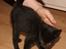 Huskat "Blackie " Alias "Lille punktum"