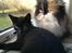 Huskat "Blackie " Alias "Lille punktum"