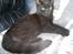 Huskat "Blackie " Alias "Lille punktum"