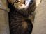Huskat Cleo