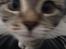 Huskat Cleo