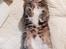 Huskat Cleo