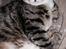 Huskat Cleo