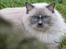 Ragdoll Arsenal bliv Grand International Premier
