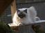 Ragdoll Arsenal bliv Grand International Premier