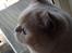 British Shorthair Empires Banana Split - Nougat
