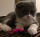Scottish Fold Hikke