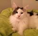 Maine Coon Sheercoons Ozzy
