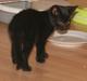 Huskat "Blackie " Alias "Lille punktum"