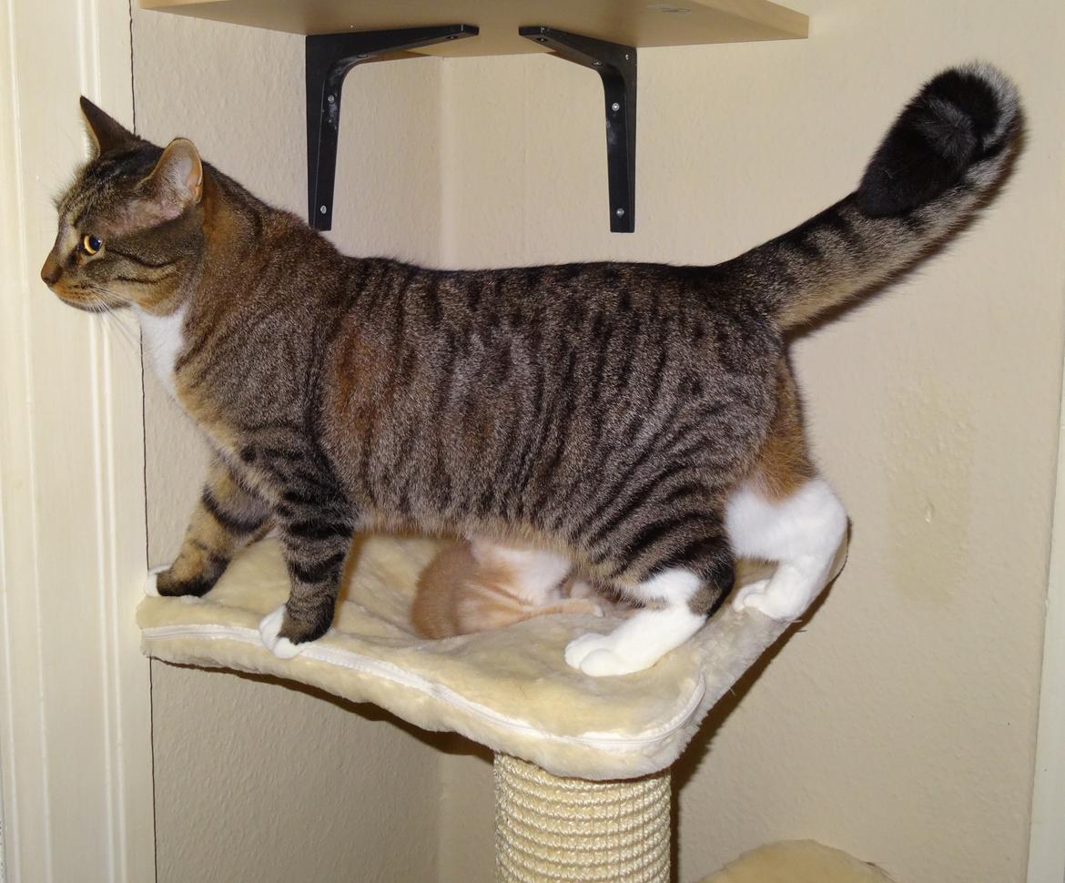 Huskat Ares billede 2