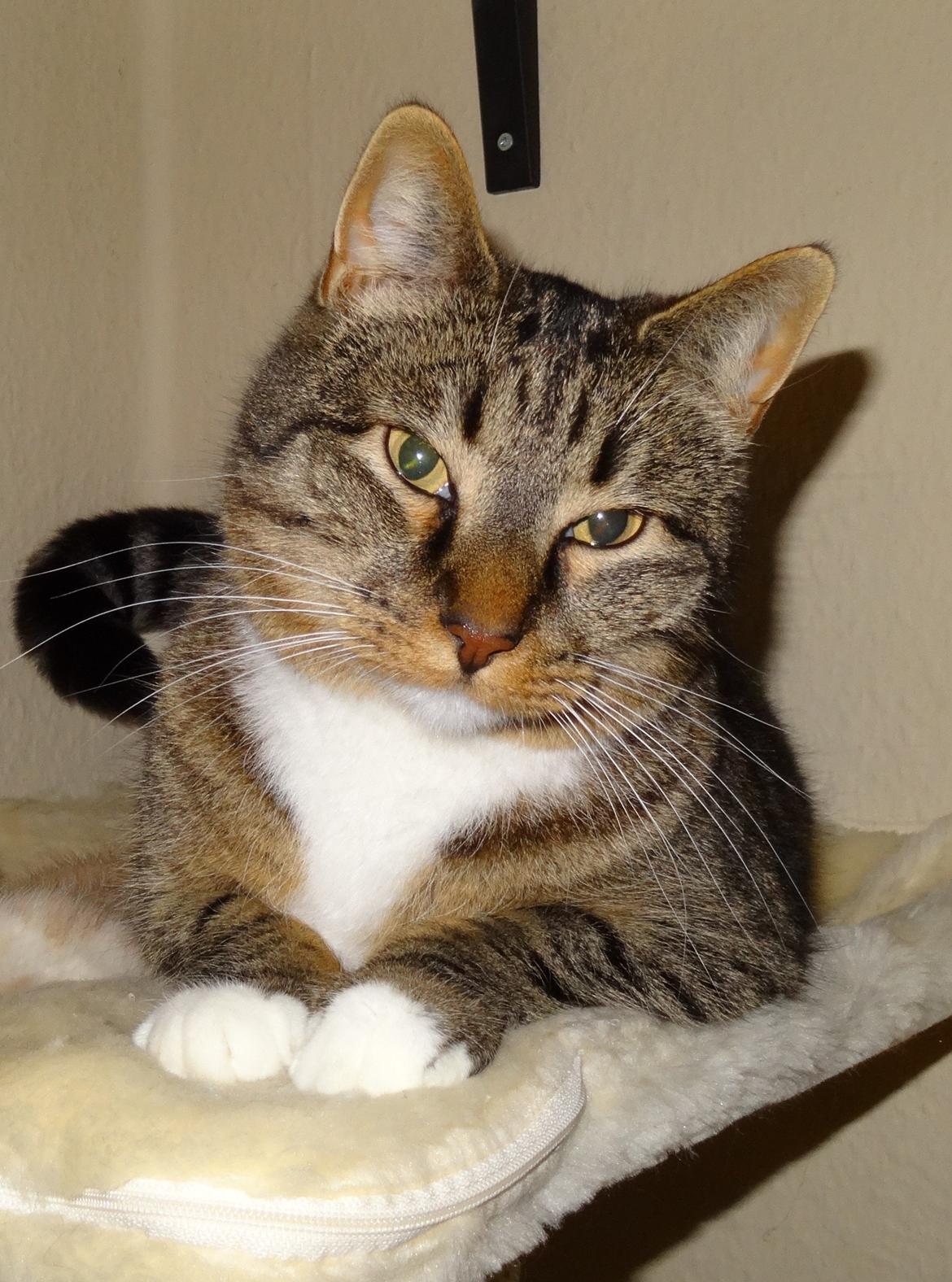 Huskat Ares - Nyeste billede af skønheden billede 1