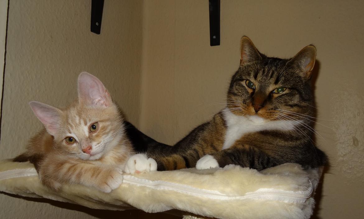 Huskat Ares - Ares sammen med en af mine killinger Bao (Bao skal blive hos mig og vil indgå i mit opdræt) billede 3