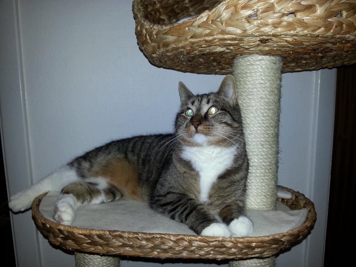 Huskat Ares billede 4