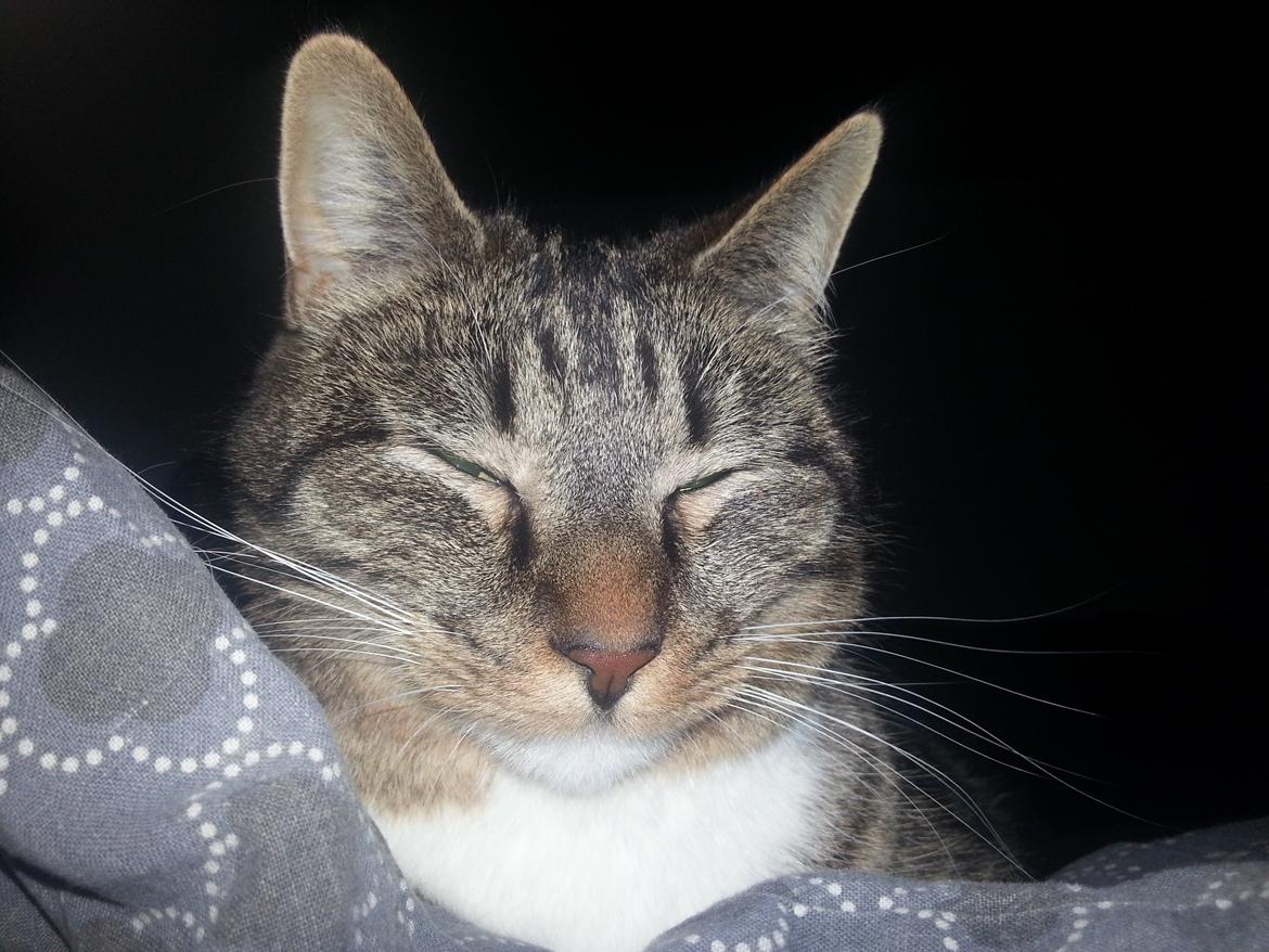 Huskat Ares billede 5