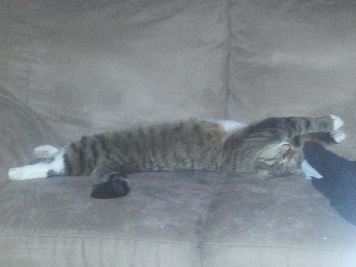 Huskat Ares billede 6