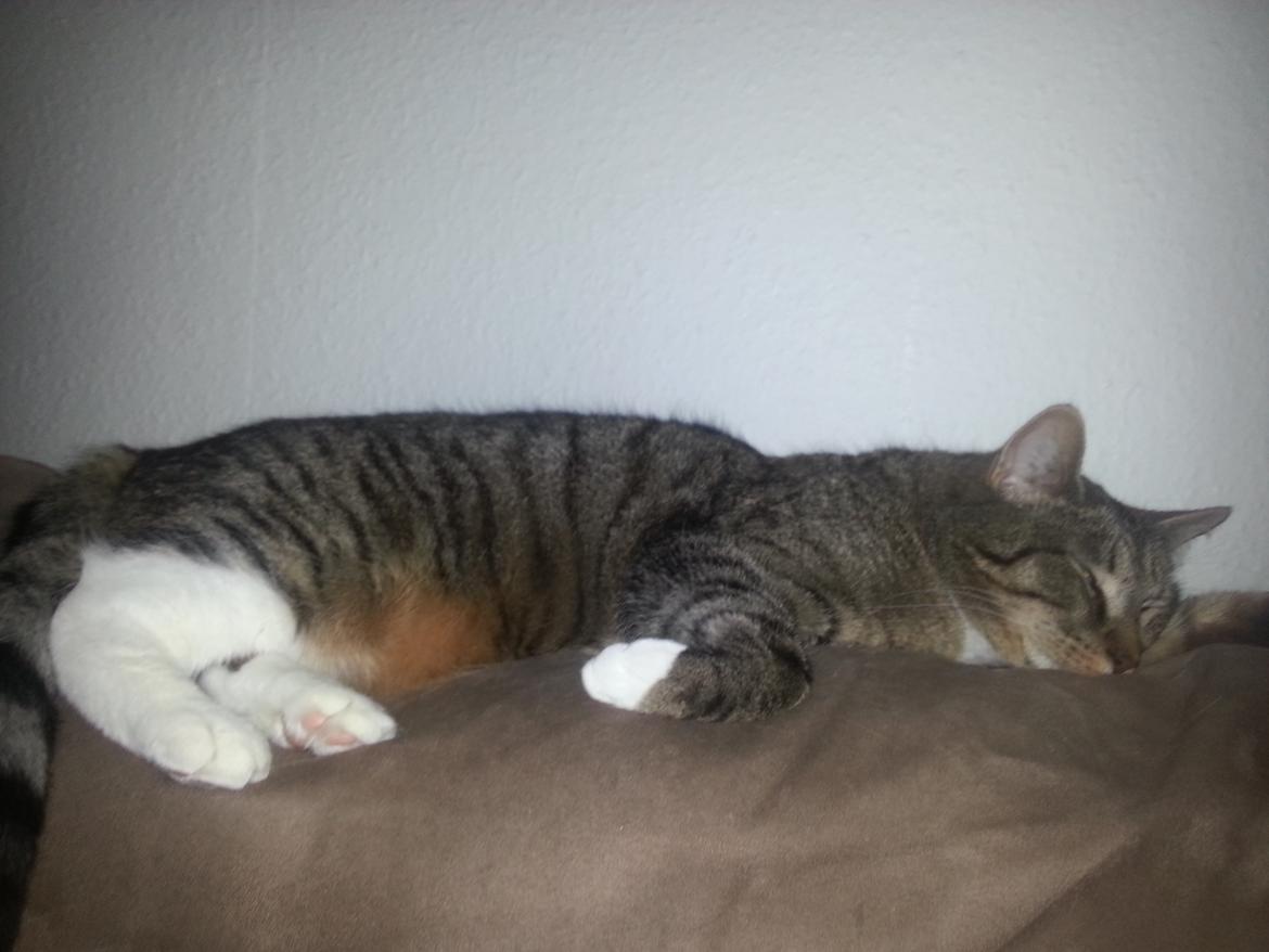 Huskat Ares billede 7