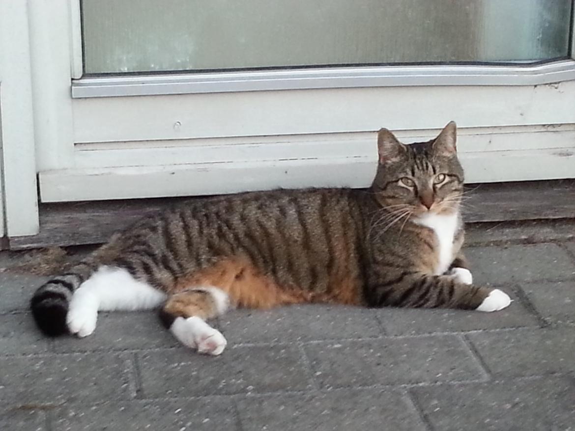 Huskat Ares billede 8