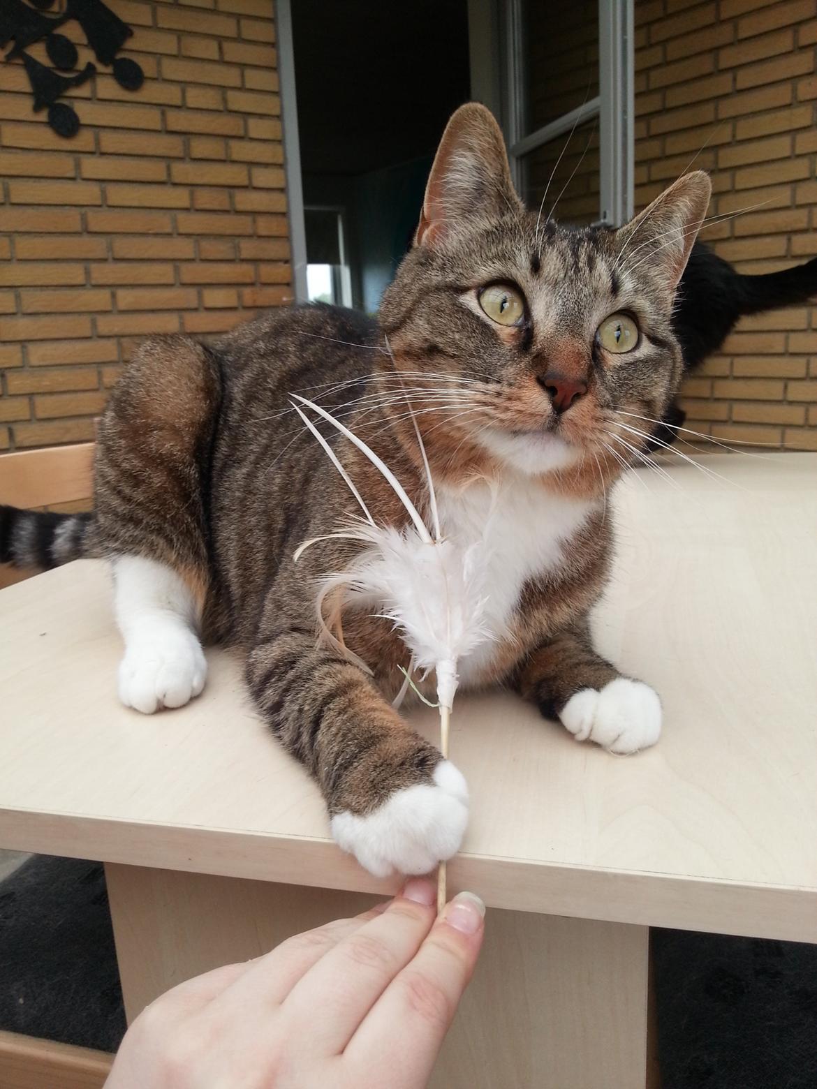 Huskat Ares billede 9