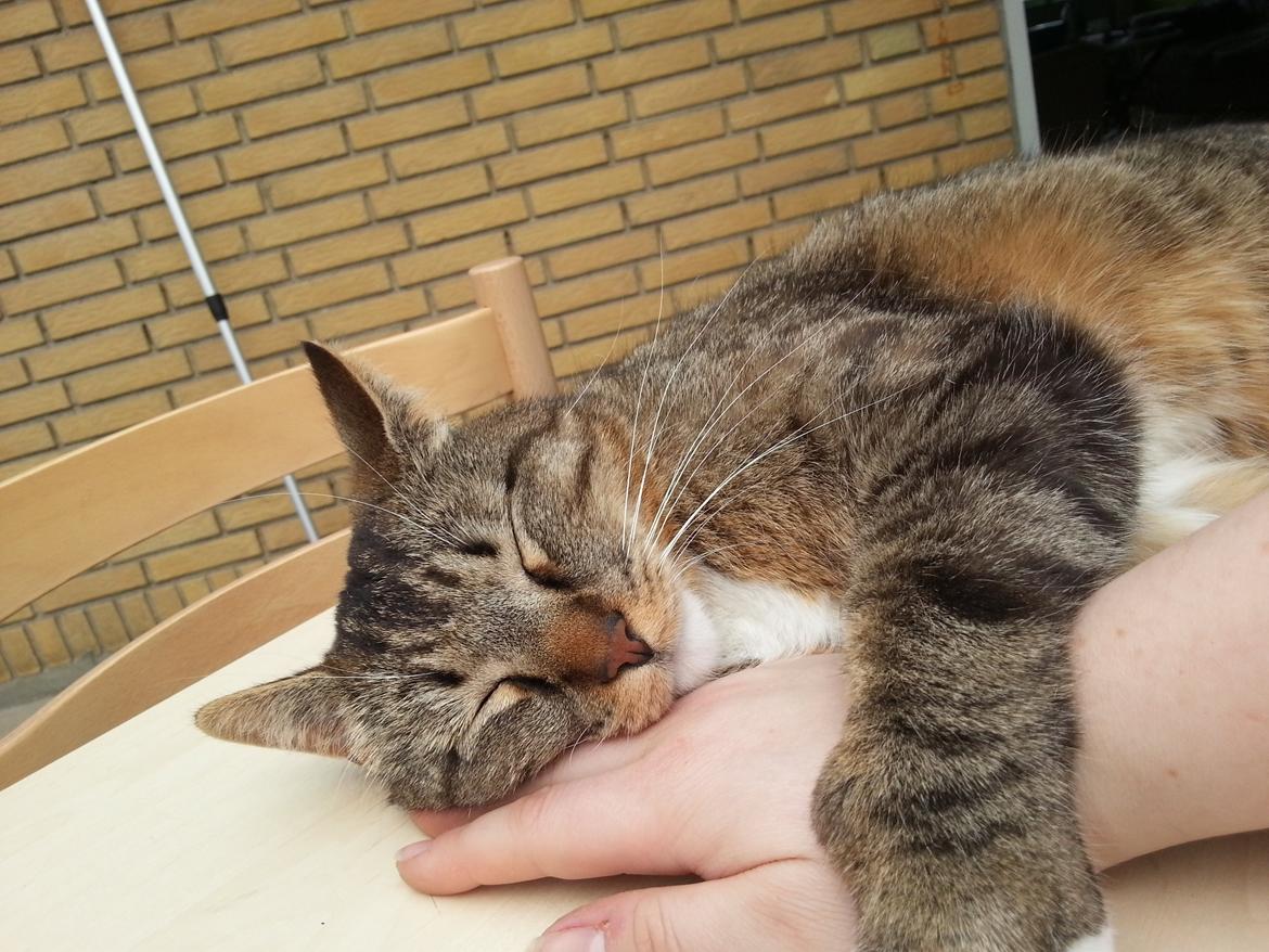 Huskat Ares billede 10