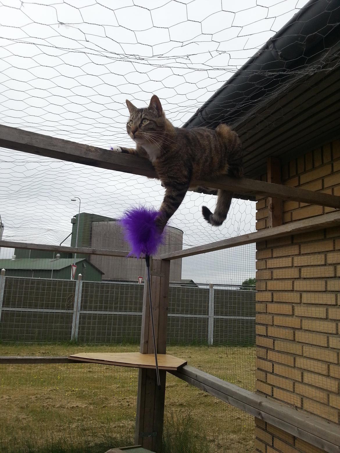 Huskat Ares billede 11