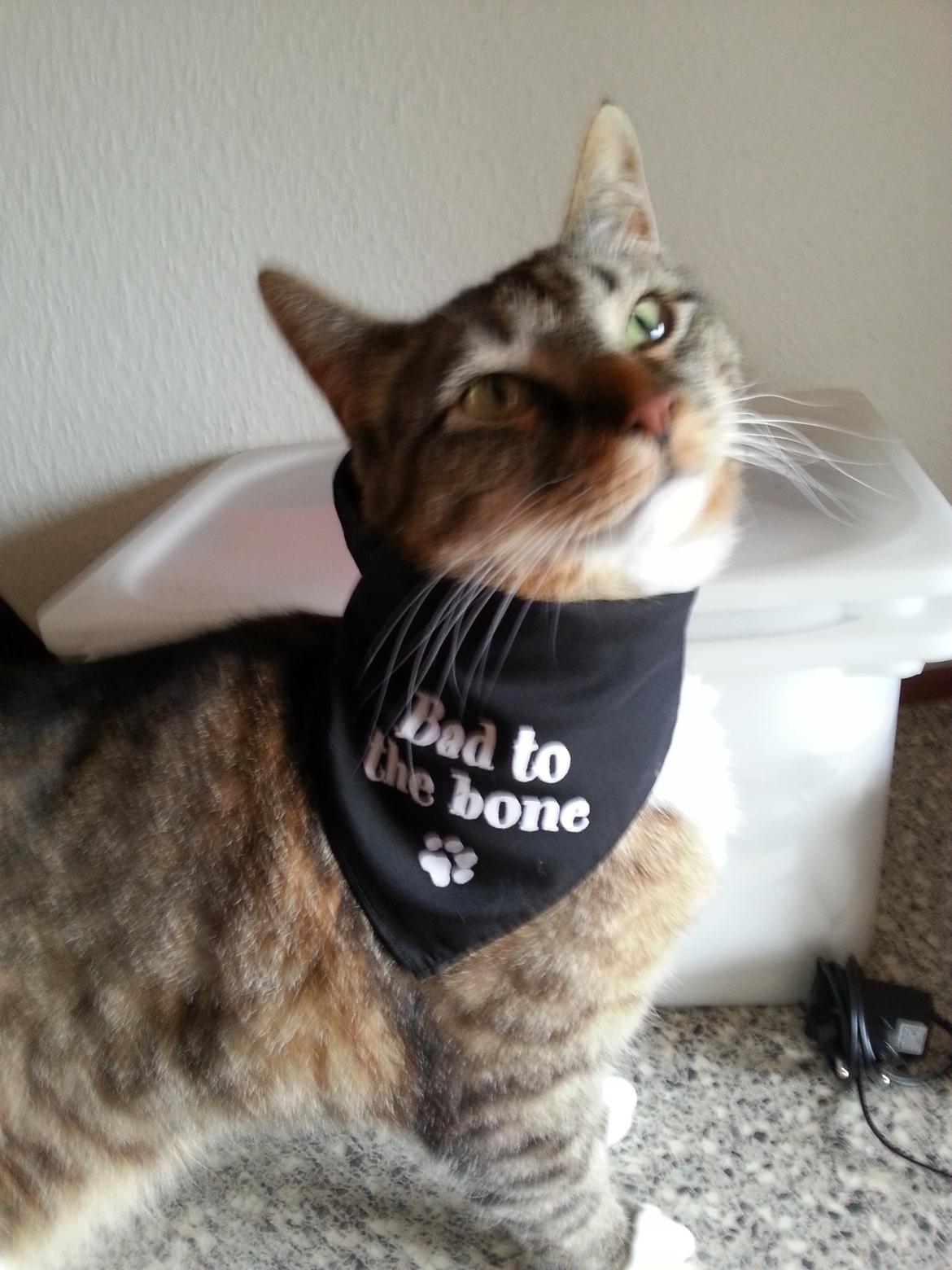 Huskat Ares billede 12