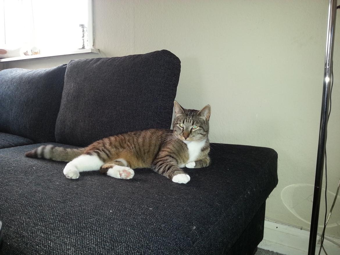 Huskat Ares billede 13