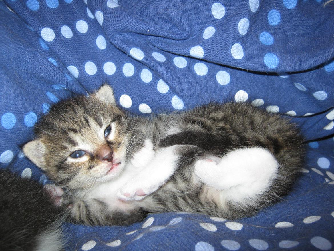 Huskat Ares - Ihh altså den gang han var sød ;) billede 14