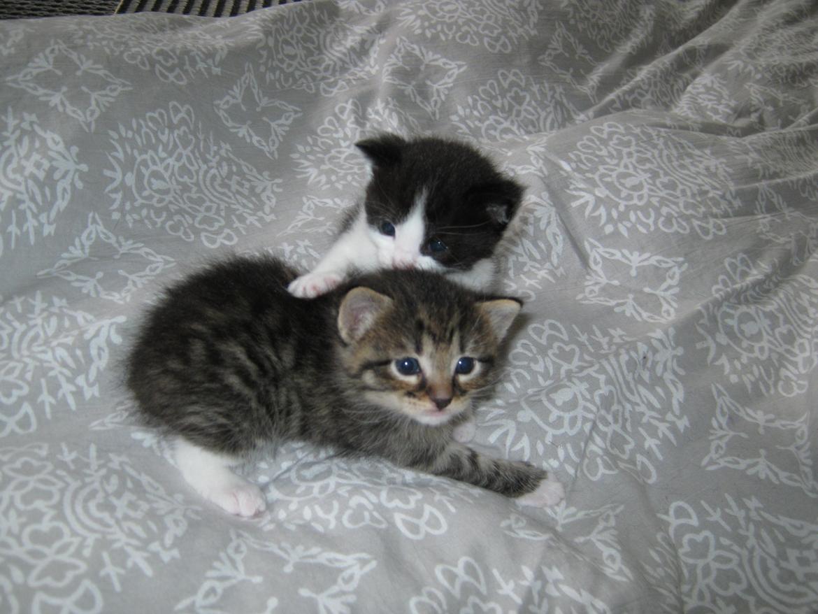 Huskat Ares billede 15