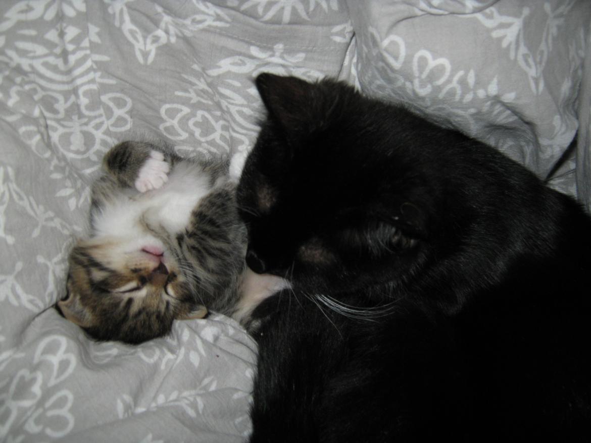 Huskat Ares billede 16