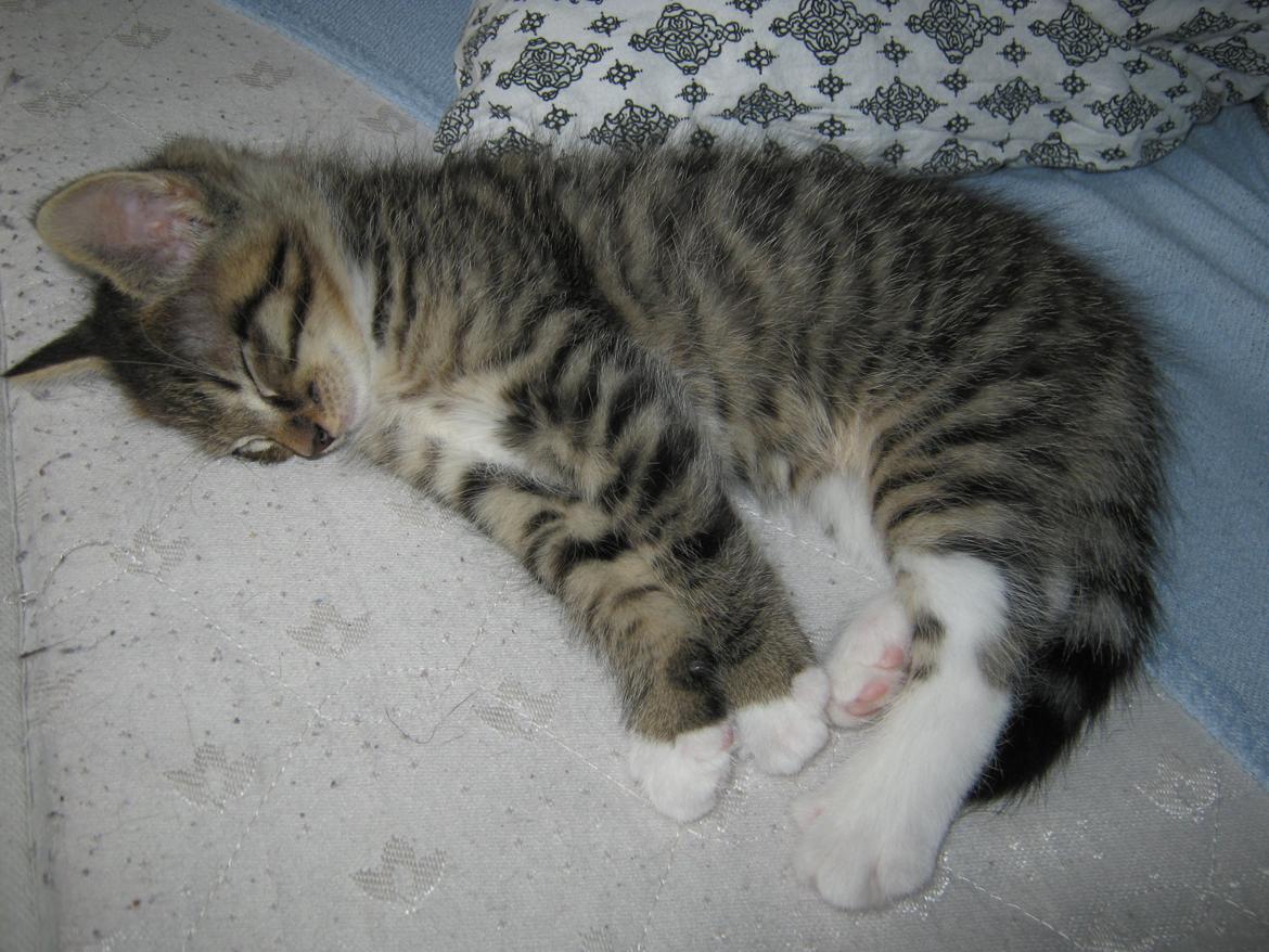 Huskat Ares billede 17