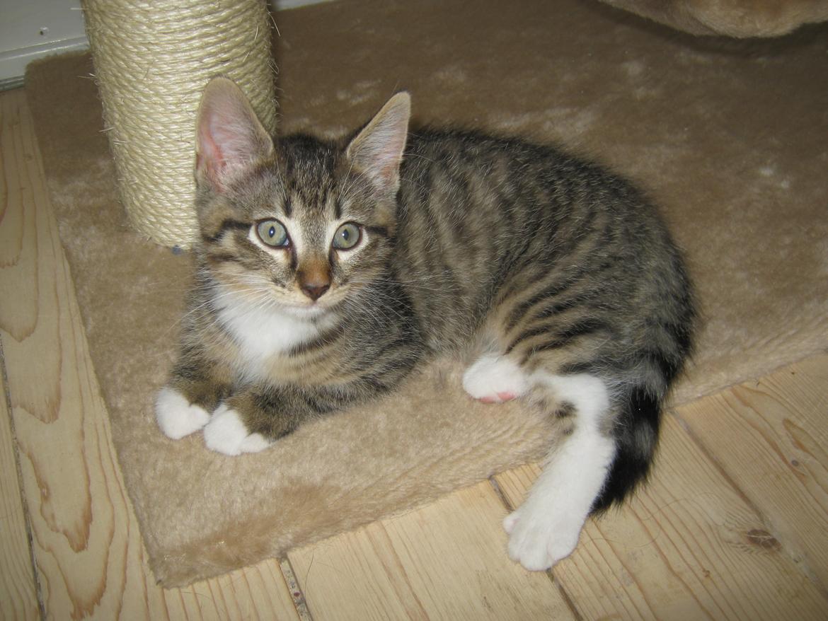 Huskat Ares billede 18