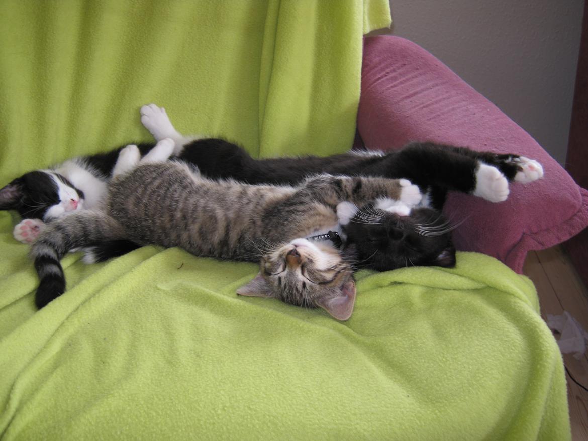 Huskat Ares - Ares sammen med hans bror ISox billede 19