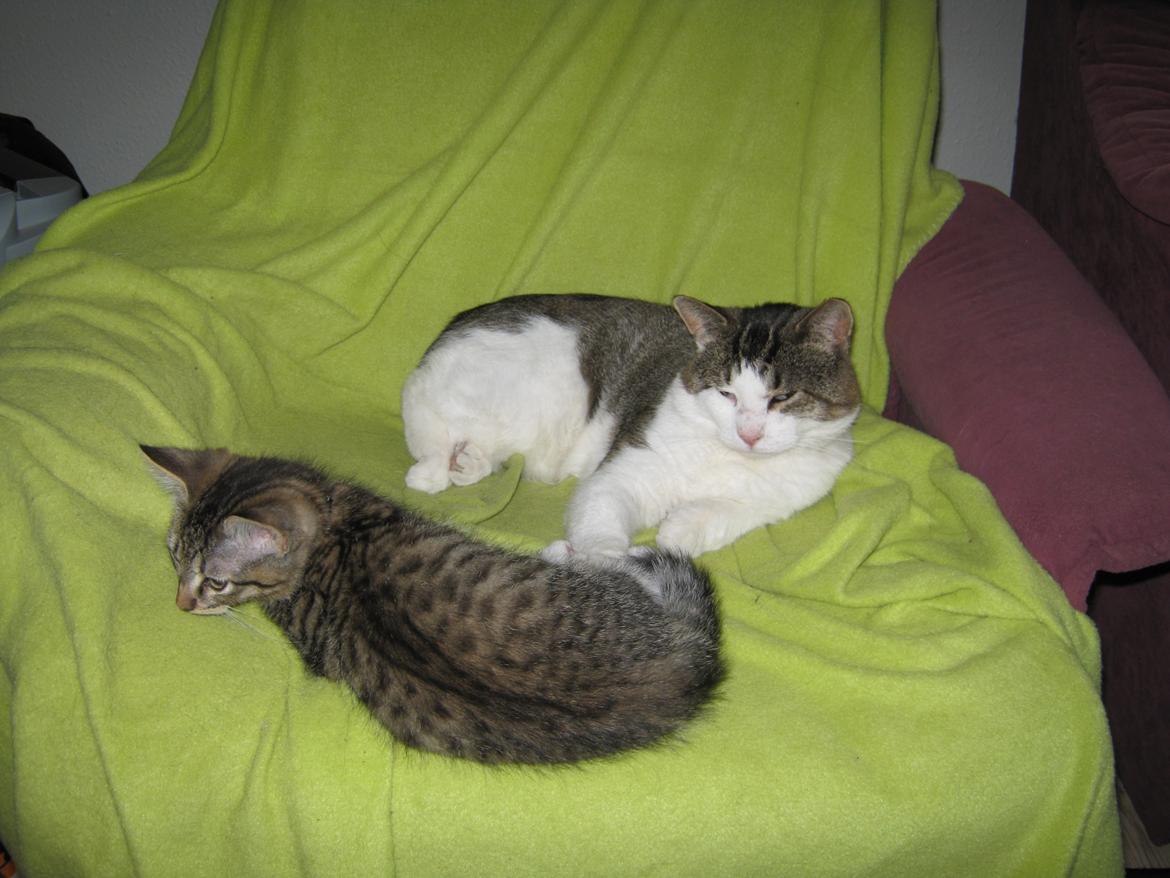 Huskat Ares - Ares ses her sammen med sin far billede 20