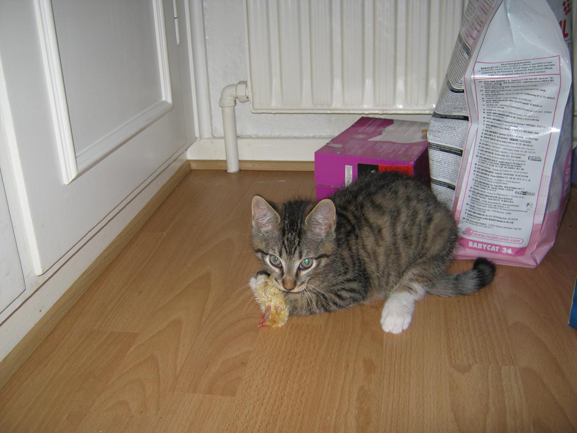 Huskat Ares billede 21