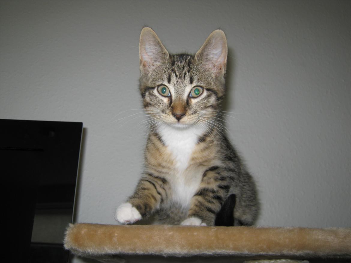 Huskat Ares billede 22