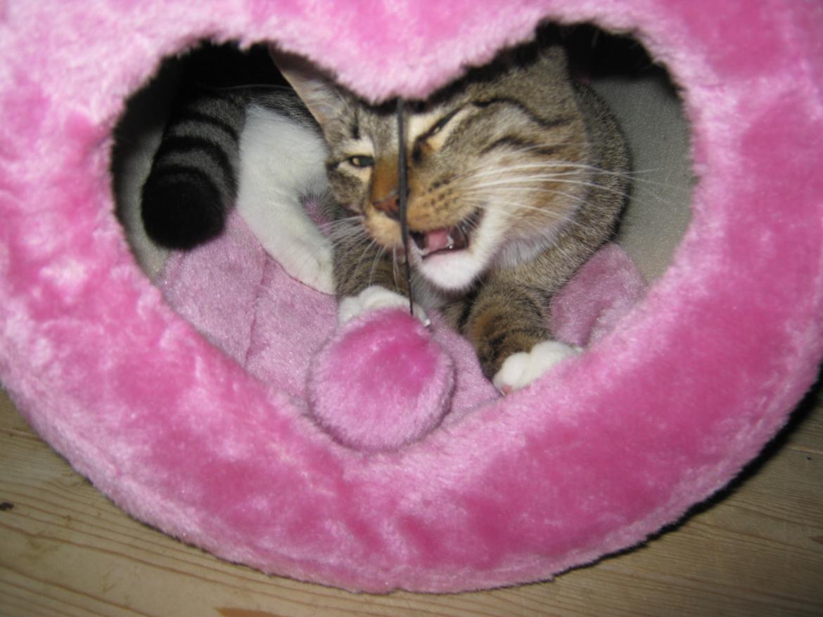 Huskat Ares billede 23