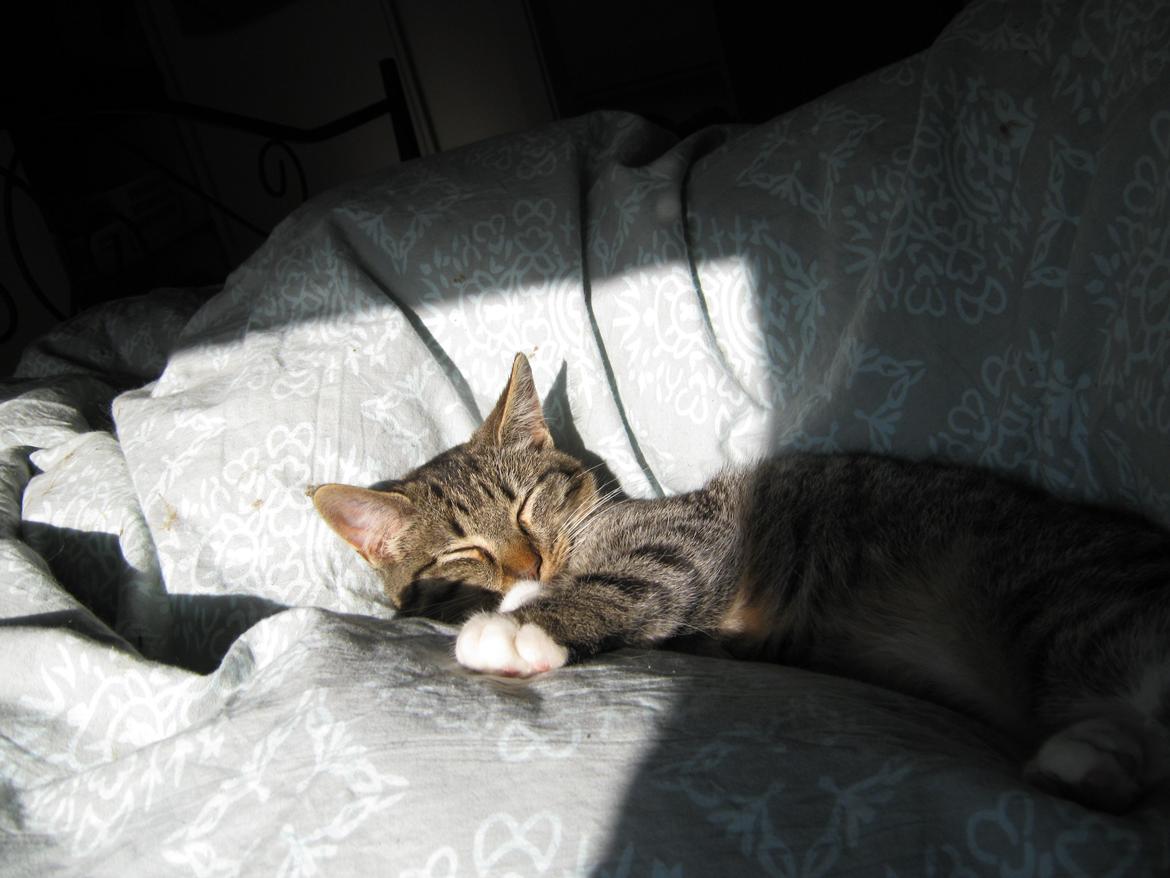 Huskat Ares billede 24