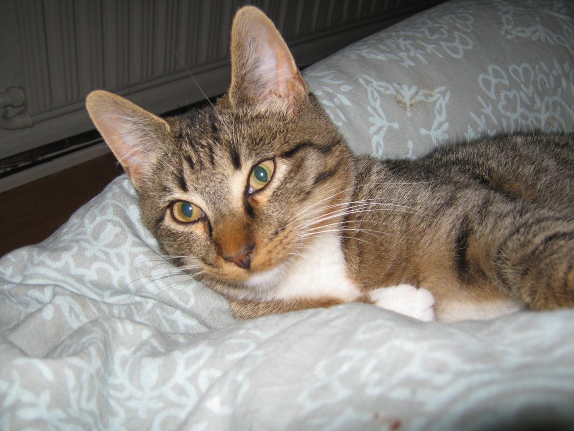 Huskat Ares billede 25