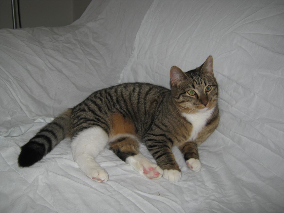 Huskat Ares billede 26