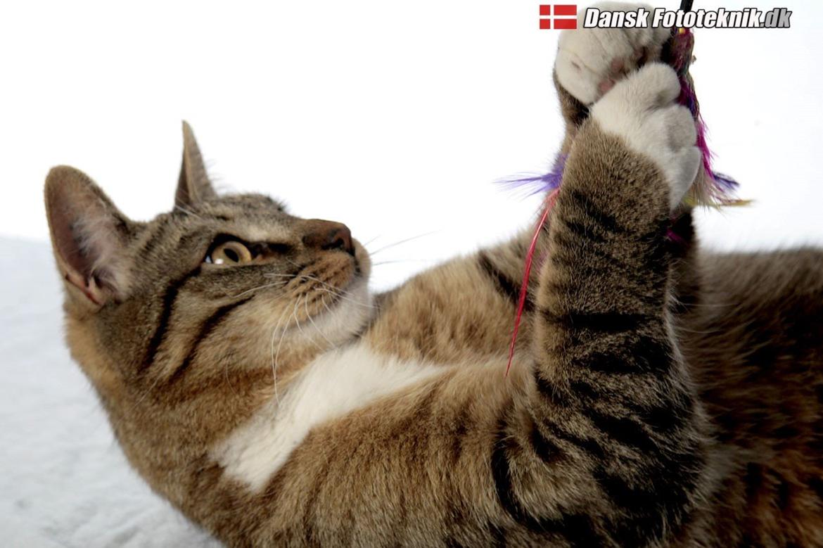 Huskat Ares billede 27