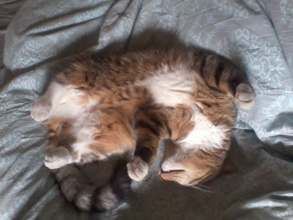 Huskat Ares billede 28