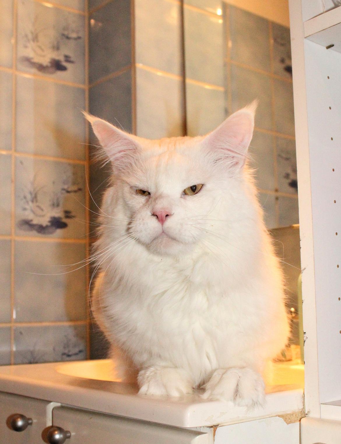 Maine Coon White Fang of Camusky Coon's billede 7