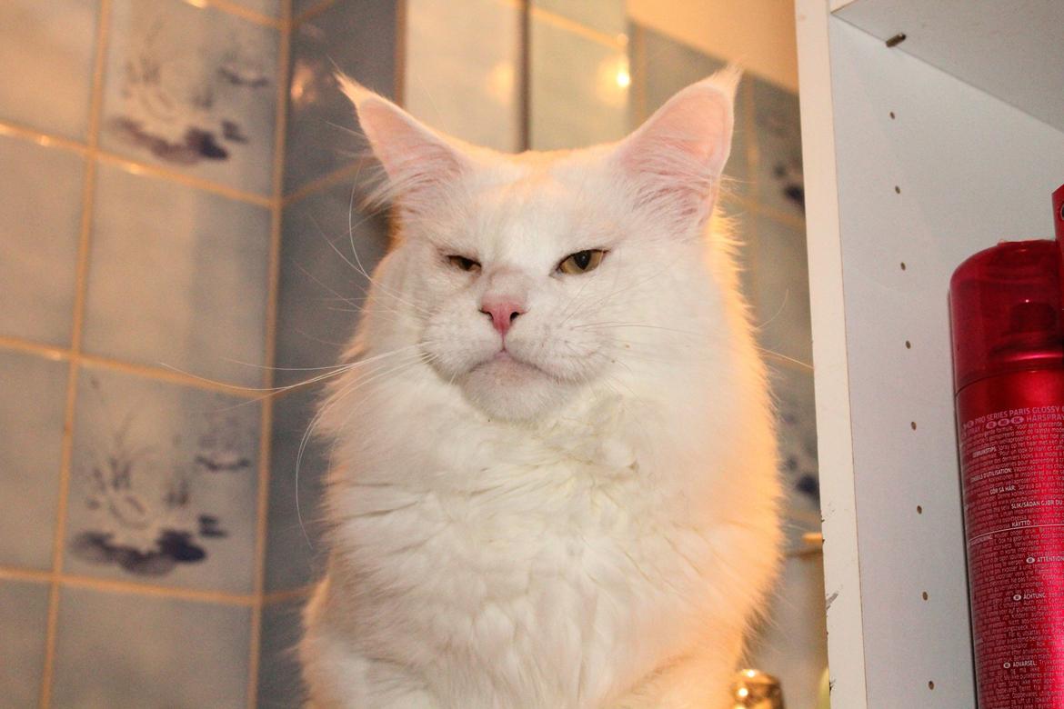 Maine Coon White Fang of Camusky Coon's billede 8