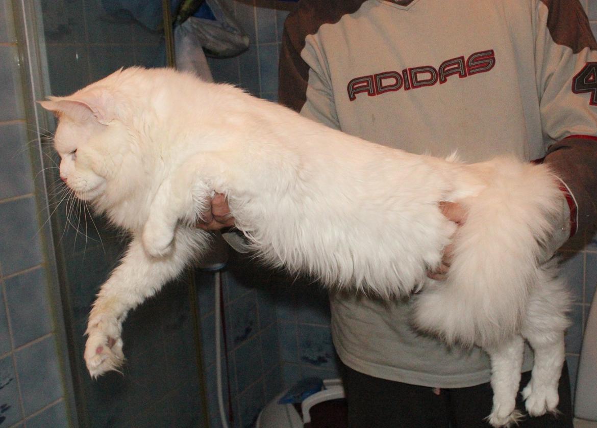 Maine Coon White Fang of Camusky Coon's billede 10