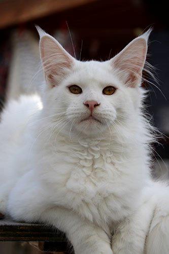 Maine Coon White Fang of Camusky Coon's billede 12
