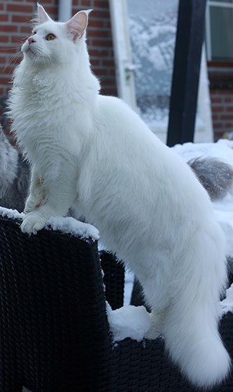 Maine Coon White Fang of Camusky Coon's billede 16