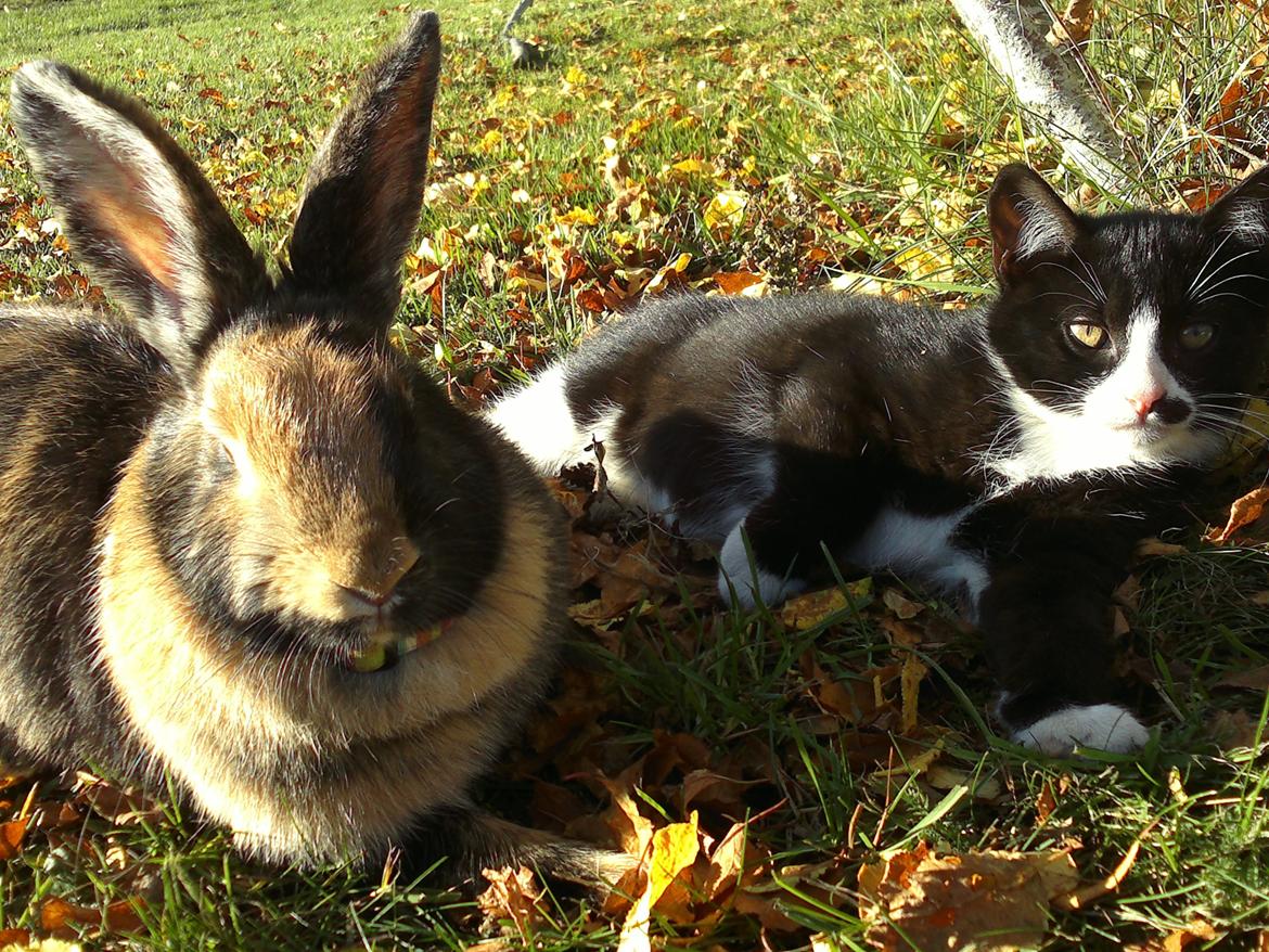 Huskat Gibus(Gizmo) billede 1