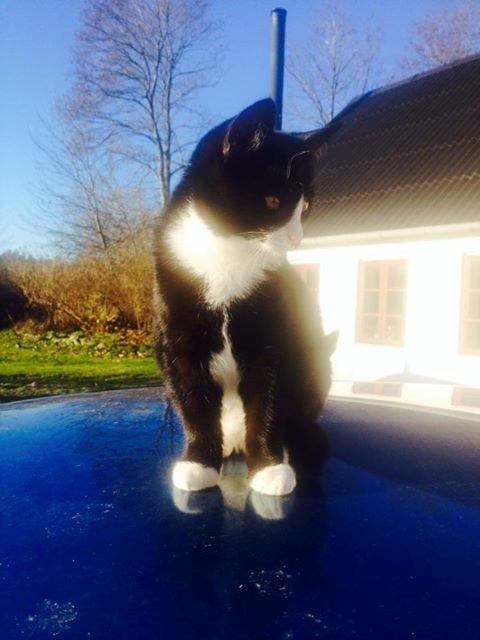 Huskat Gibus(Gizmo) billede 2