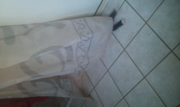 Huskat Gibus(Gizmo) billede 3